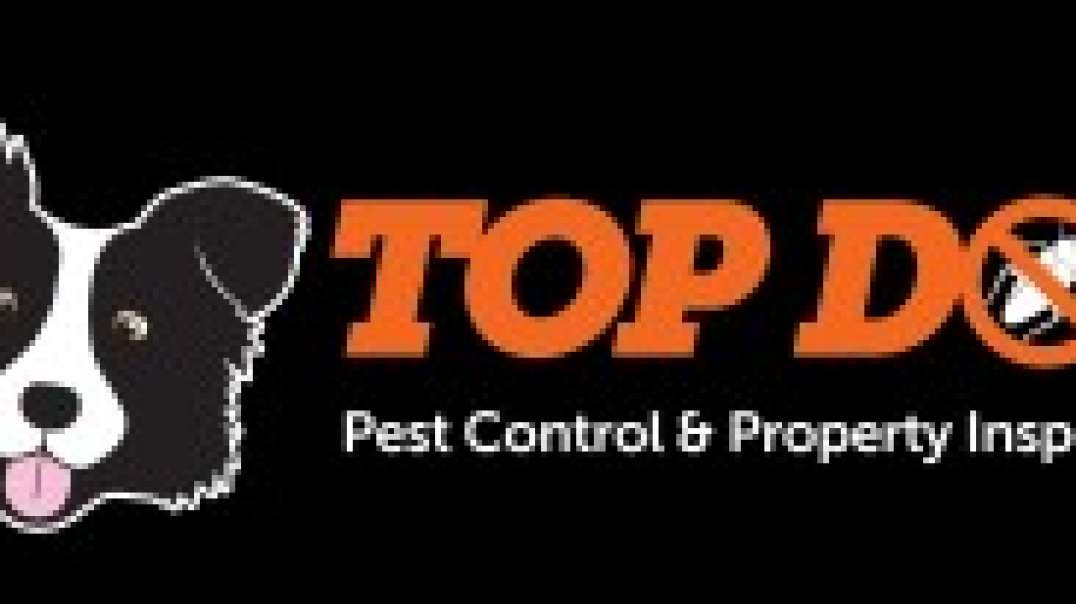 Gold Coast Termite Protection – Protect Your Home from Termites